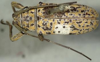 Media type: image;   Entomology 26793 Aspect: habitus dorsal view